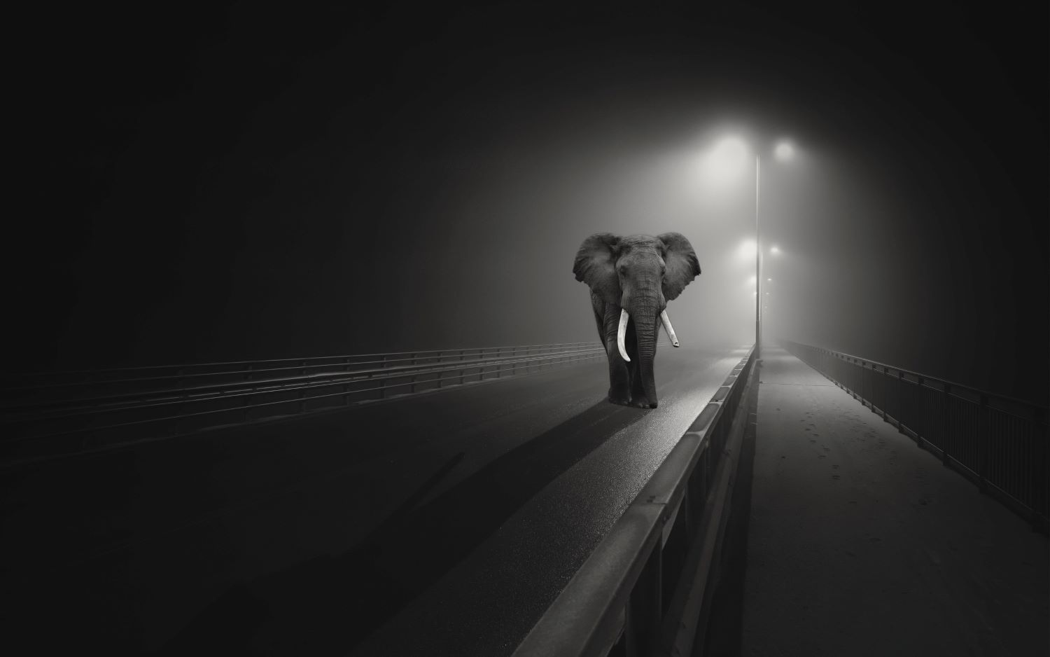 An elephant on the road